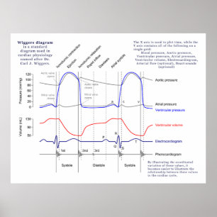 Pôster Diagrama Wiggers