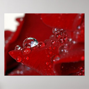 Pôster Diamantes de rosa vermelha