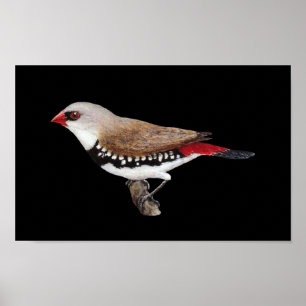 Pôster Diamond Firetail Finch - Stagonopleura guttata