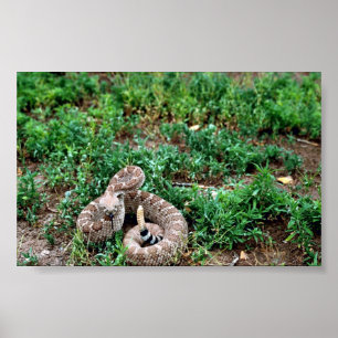 Poster Diamondback Rattlesnake Ocidental