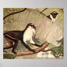 Pôster Diana Monkey, por Louis Sargent, Vintage Wild Anim