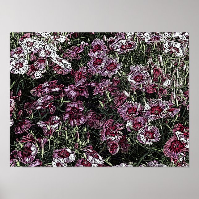 POSTER DIANTHUS (Frente)