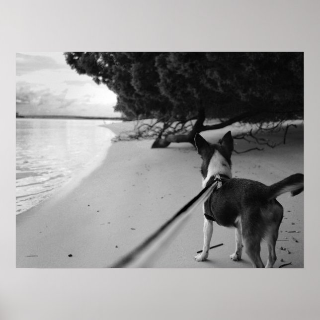 Poster Dias Cães (Frente)