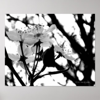 Poster Dias de madeira