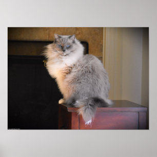 Poster Dias Lentos,