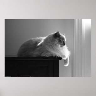 Poster Dias Lentos,