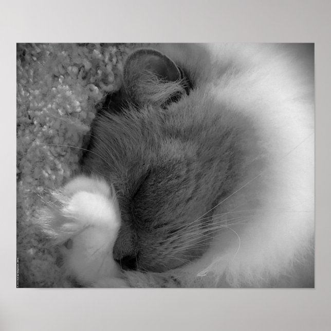 Poster Dias Lentos, (Frente)