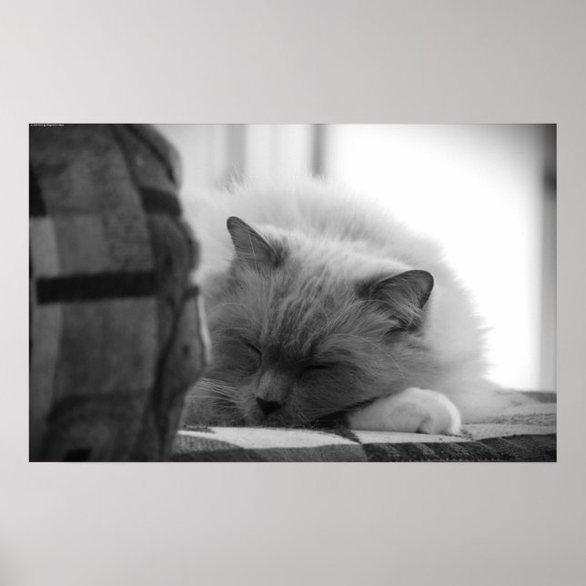 Poster Dias Lentos, (Frente)