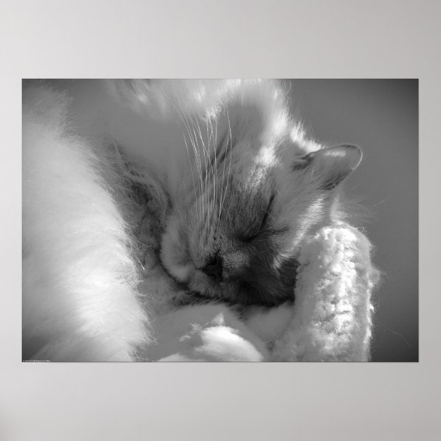 Poster Dias Lentos, (Frente)