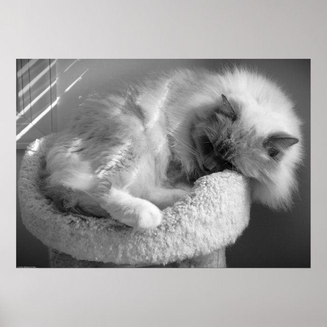 Poster Dias Lentos, (Frente)