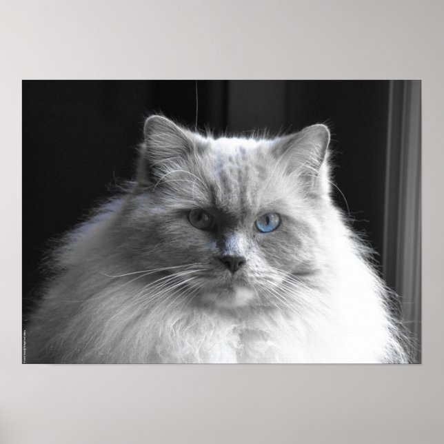 Poster Dias Lentos, (Frente)