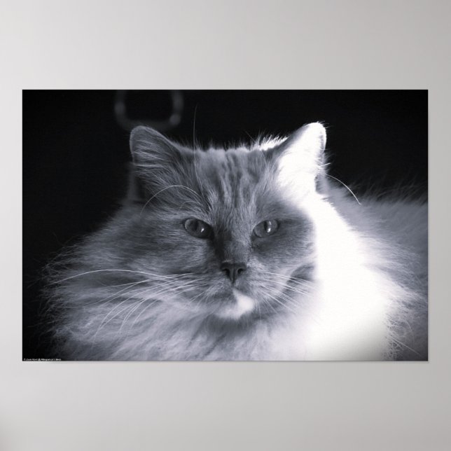 Poster Dias Lentos, (Frente)