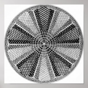 Pôster Diatom 13 Ernst Haeckel Fine Art