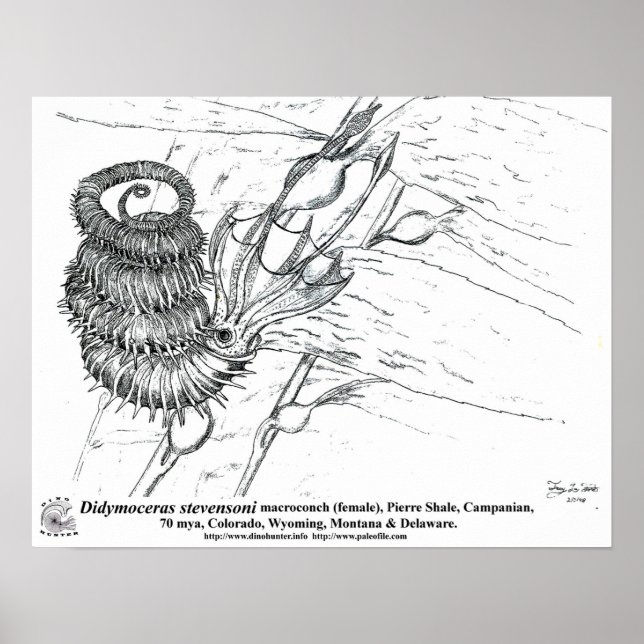 Pôster Didymoceras stevensoni (Frente)