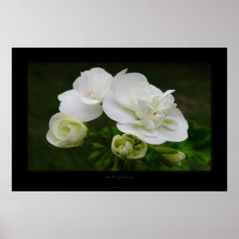 Pôster die Entfaltung