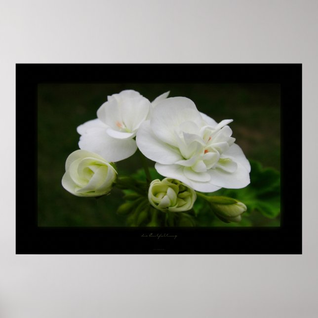 Pôster die Entfaltung (Frente)