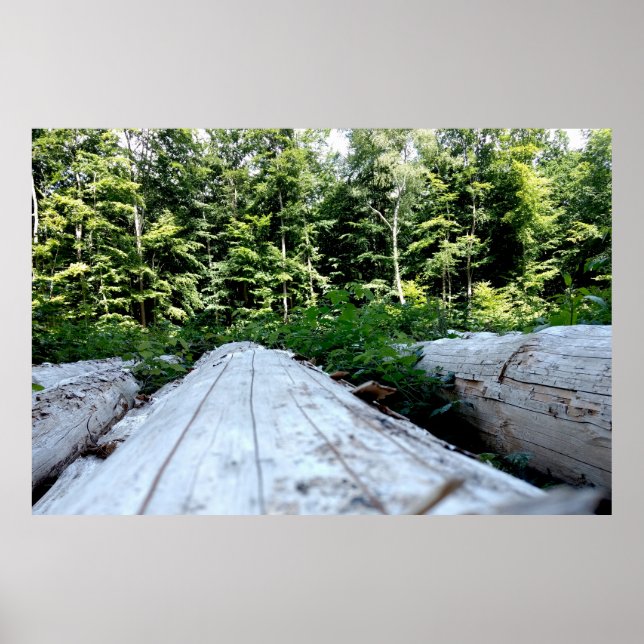 Poster Die Kraft des Waldes (Frente)