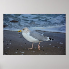 Poster Die Möwe