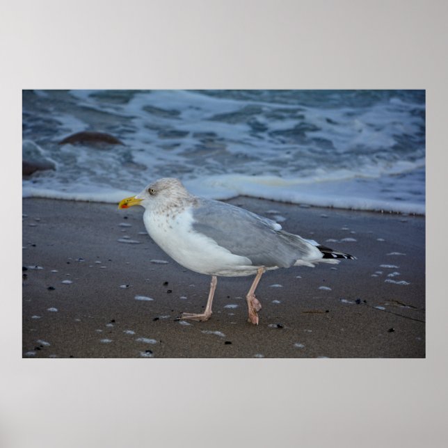 Poster Die Möwe (Frente)