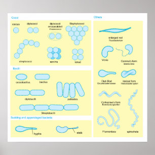 Poster Diferenças Morfológicas Básicas Entre Bactérias