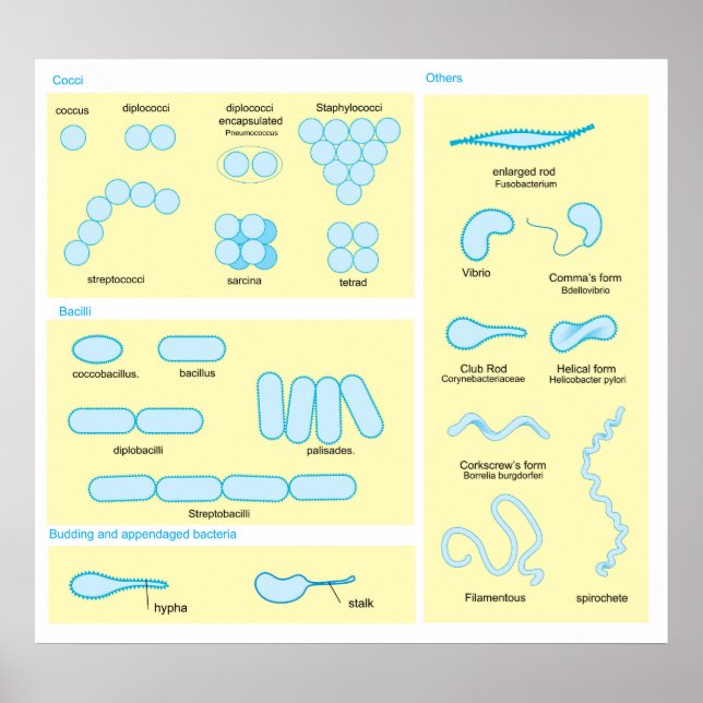 Poster Diferenças Morfológicas Básicas Entre Bactérias (Frente)