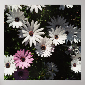 Poster Diferente e ainda bonito