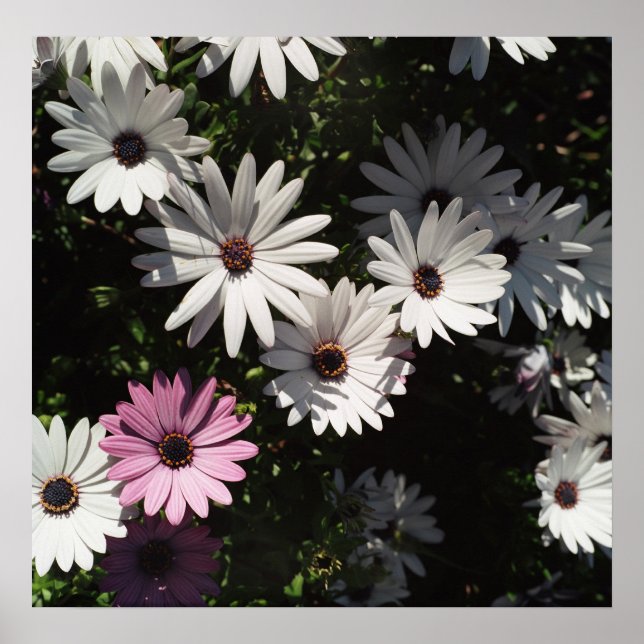 Poster Diferente e ainda bonito (Frente)