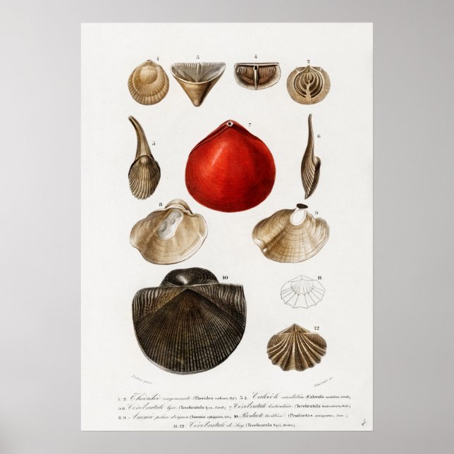 Poster Diferentes tipos de moluscos (Frente)