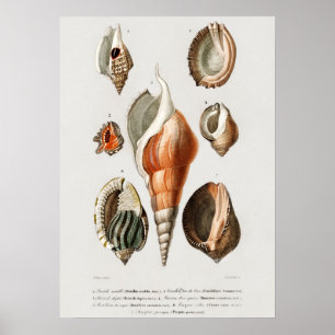 Poster Diferentes tipos de moluscos