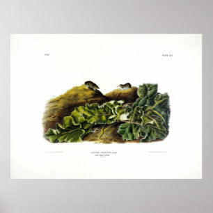 Poster Diga o mínimo de Shrew, ou o mínimo de Shrew nor