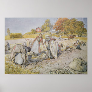 Pôster Digging Batatas, 1905