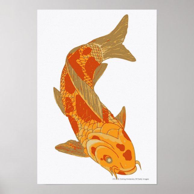 Pôster Digital illustration of Koi Carp (Frente)