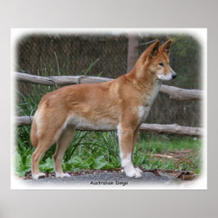 Pôster Dingo australiano 9Y209D-268