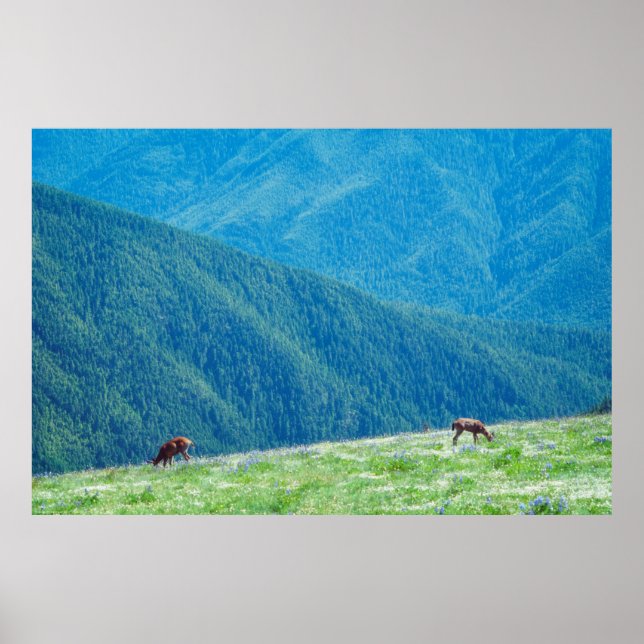 Poster Dinheiro das montanhas (Frente)