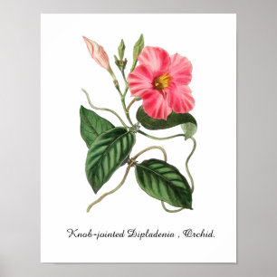 Poster Dipladenia articulada, Orquídea. 11 X 14