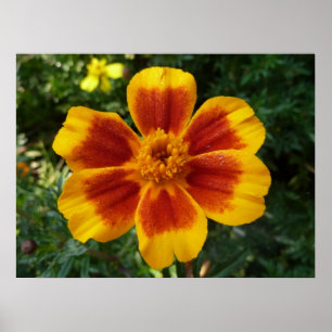 Pôster Disco Marigold Orange and Red Summer Flower