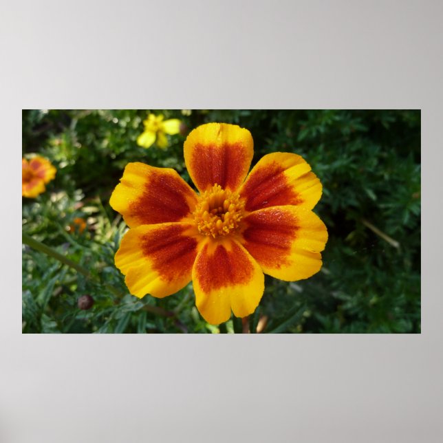 Pôster Disco Marigold Orange and Red Summer Flower (Frente)
