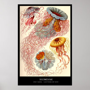 Pôster Discomedusae - placa 8 - der Natur de Kunstformen