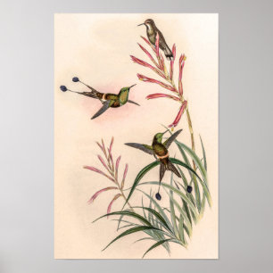 Poster Discosura Longicauda Vintageiros por John Gould