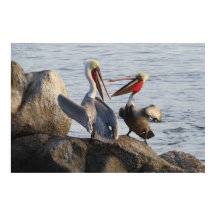 Discussões Pelicanas - ou foi uma Piada?