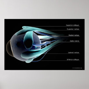 Pôster Disposição de todos os músculos no olho humano