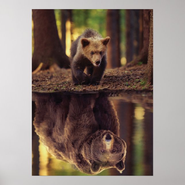 Poster Dispositivo De Envio Grizzly - Reflexão Da Água Do (Frente)
