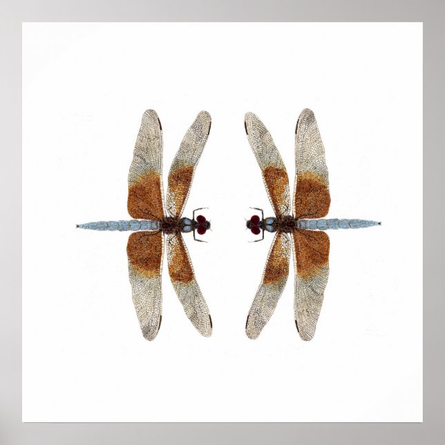 Pôster Distância 2 Dragonflies De Skimmer Da Viúva (Frente)