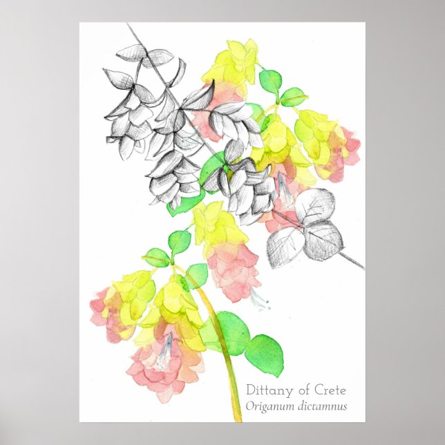 Poster Dittany De Creta Origanum dictamnus Botanical (Frente)