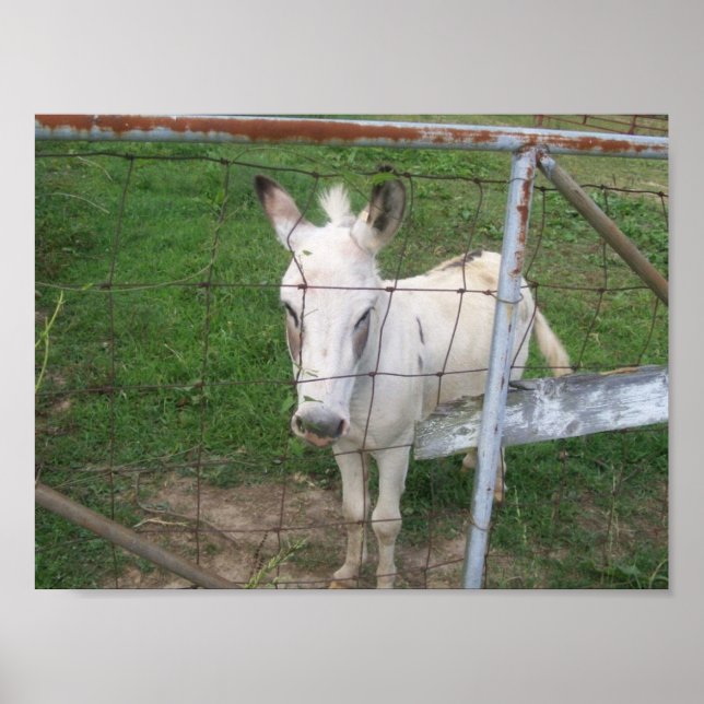 Poster Diversão de Albino Mule Photo (Frente)