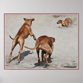 Poster Diversão de Ridgebacks na praia - Personalizada