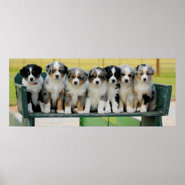 Poster Diversão do Aussie Wagon (Frente)