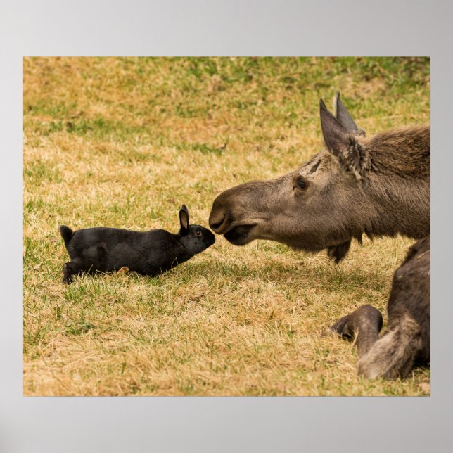 Pôster Diversidade (Frente)