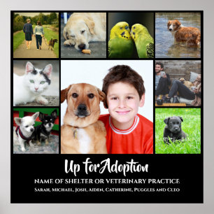 Poster DIY 9 foto   Adotar um veterinário de abrigo para
