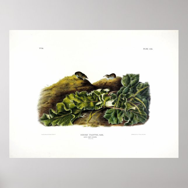 Poster Diz o Mínimo Shrew, ou o Mínimo Shrew Norte-Americ (Frente)